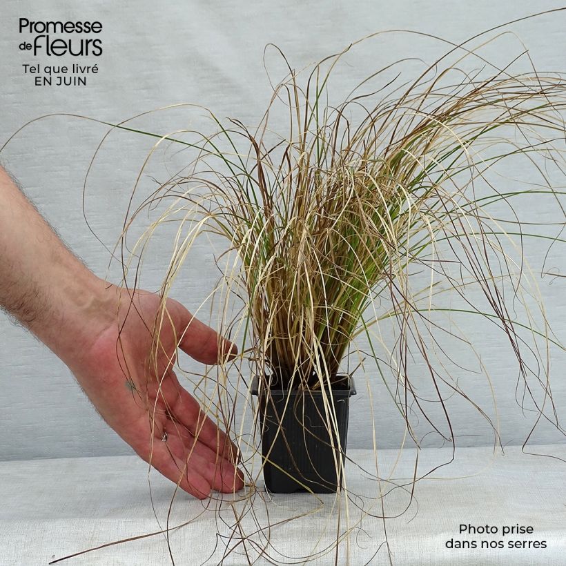 Amostra de Carex testacea Prairie Fire Vaso de 8/9 cm tal como entregue no verão
