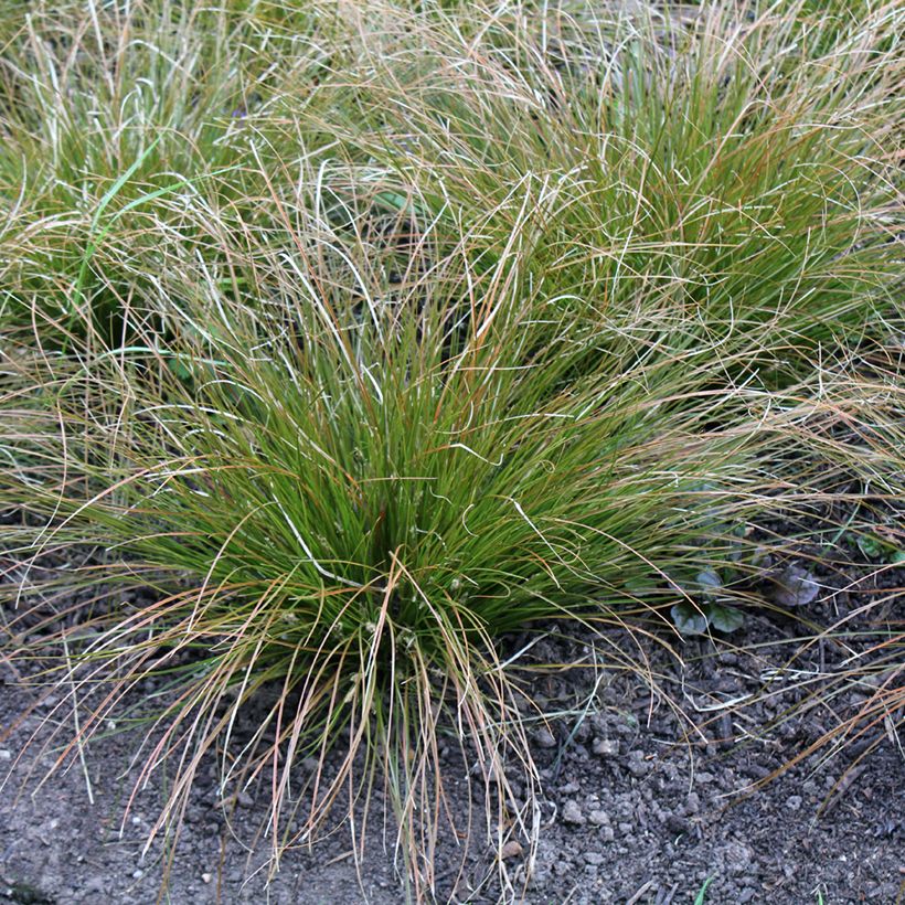 Carex testacea Prairie Fire (Hábito)