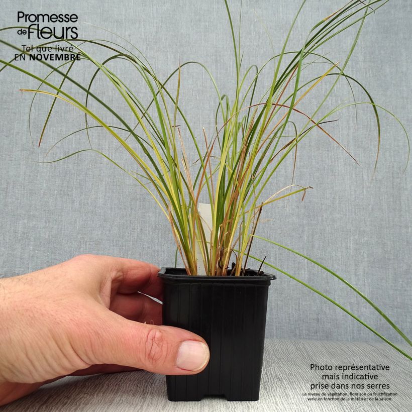 Amostra de Carex testacea Prairie Fire Vaso de 8/9 cm tal como entregue no outono