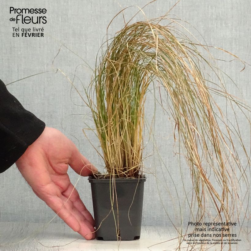 Amostra de Carex testacea Prairie Fire - Laîche orange Vaso de 8/9 cm tal como entregue no inverno