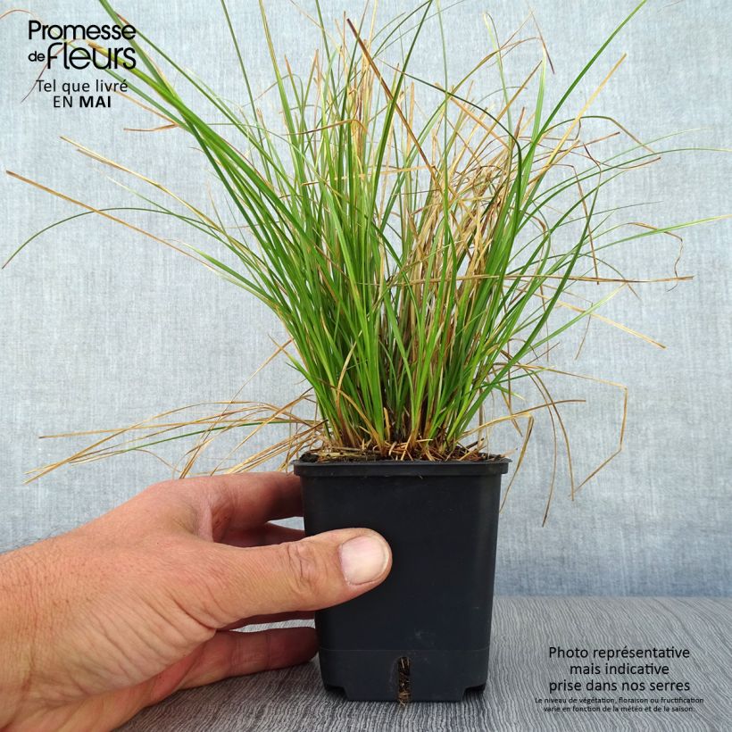 Amostra de Carex testacea Prairie Fire Vaso de 8/9 cm tal como entregue na primavera