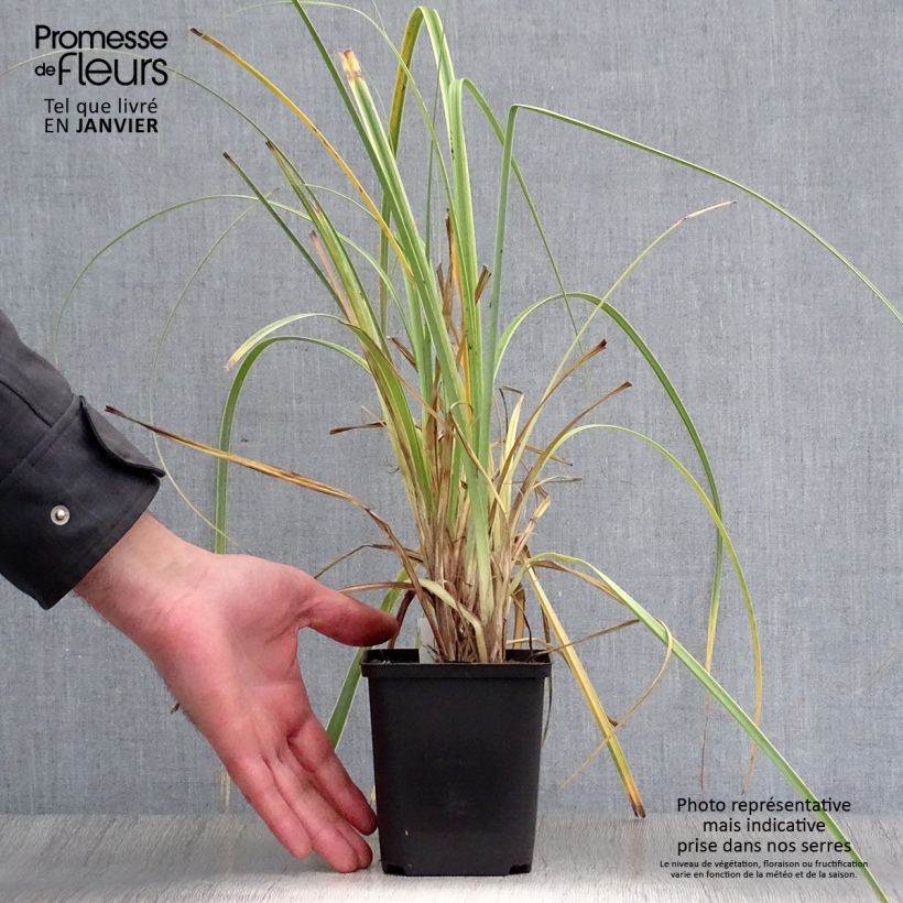 Amostra de Carex trifida Rekohu Sunrise - Laîche Vaso de 8/9 cm tal como entregue no inverno