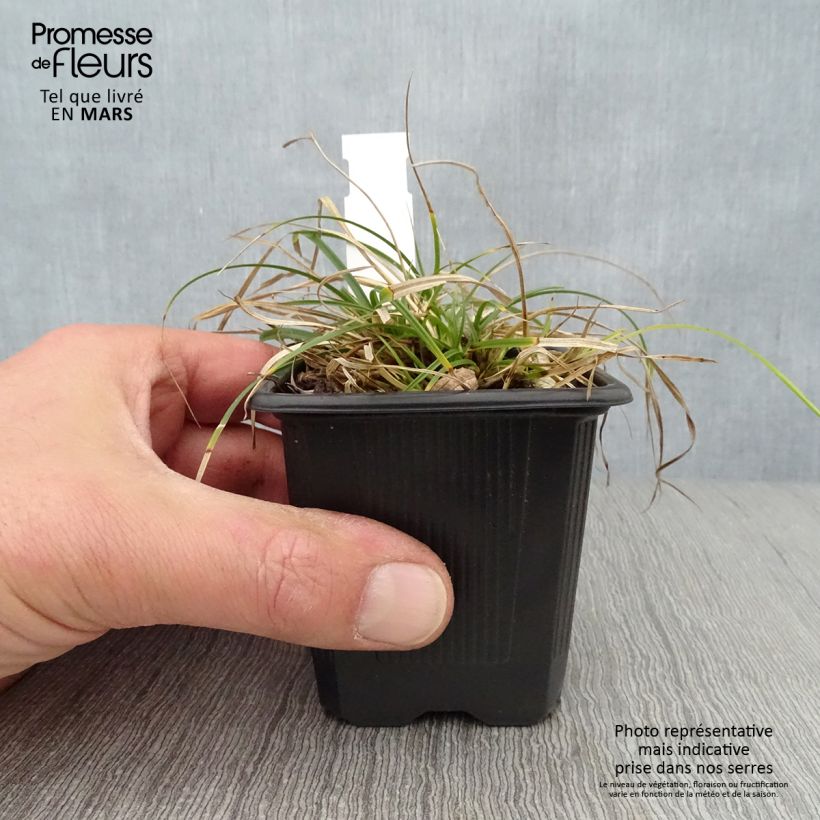 Amostra de Carex umbrosa Vaso de 8/9 cm tal como entregue na primavera