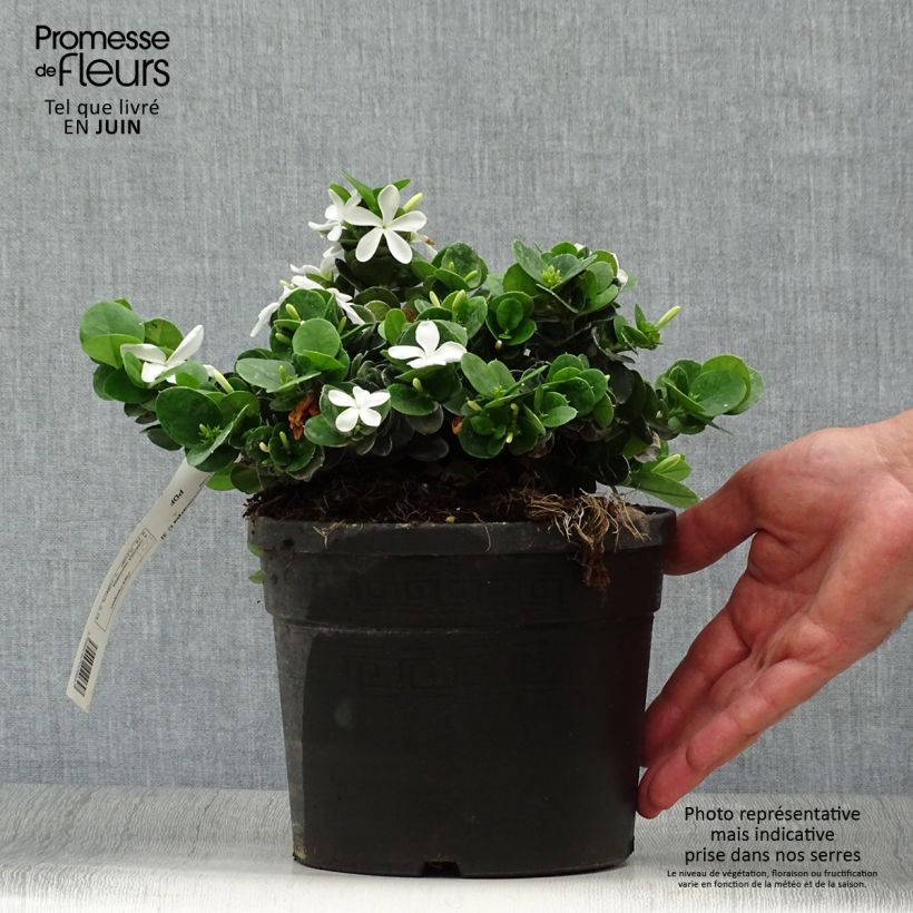 Amostra de Carissa macrocarpa Vaso de 2 L/3 L tal como entregue no verão