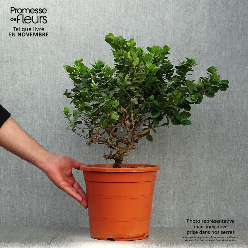 Amostra de Carissa macrocarpa Vaso de 7,5 L/10 L tal como entregue no outono