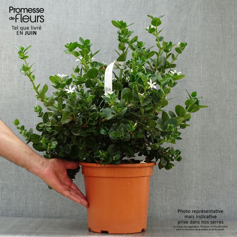 Amostra de Carissa macrocarpa Vaso de 7,5 L/10 L tal como entregue no verão