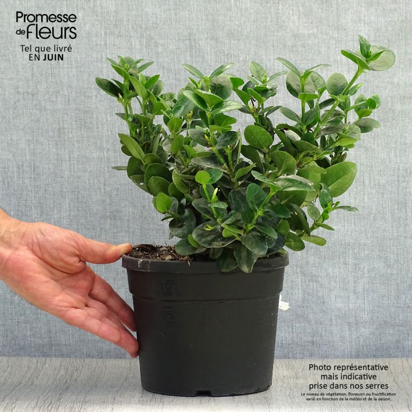 Amostra de Carissa macrocarpa Prostrata Vaso de 3 L/4 L tal como entregue no verão