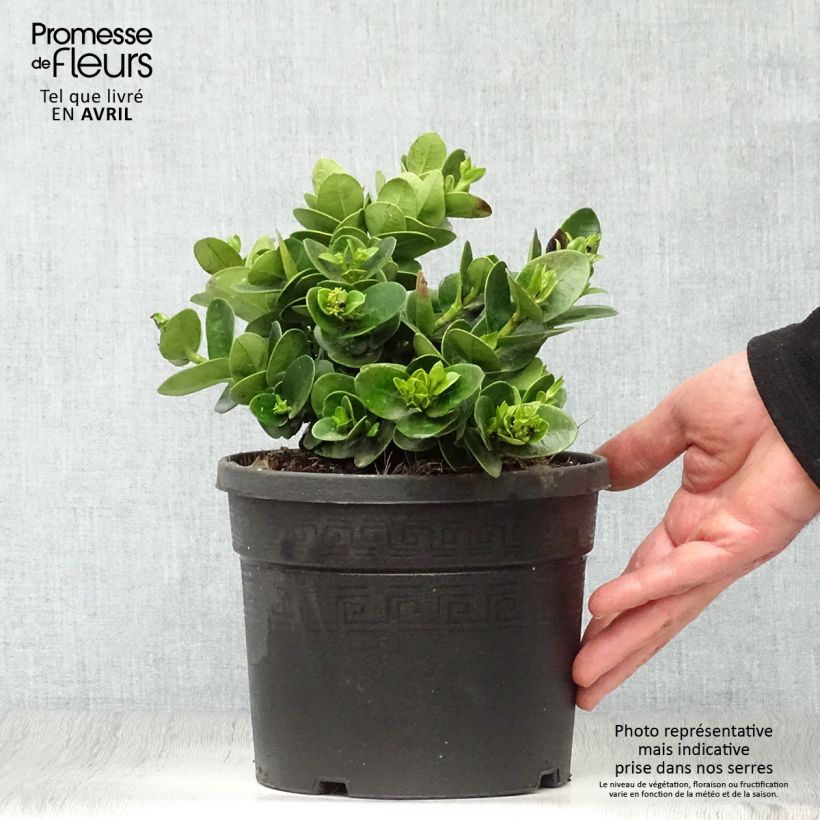 Amostra de Carissa macrocarpa prostrata - Prunier du Natal Vaso de 3 L/4 L tal como entregue na primavera