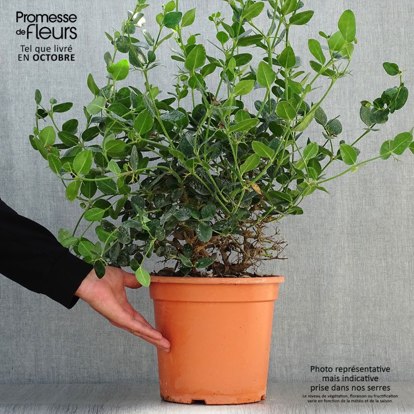 Amostra de Carissa macrocarpa Prostrata Vaso de 7,5 L/10 L tal como entregue no outono