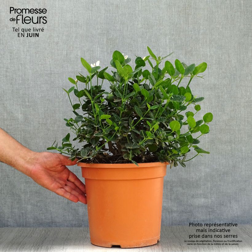 Amostra de Carissa macrocarpa Prostrata Vaso de 7,5 L/10 L tal como entregue no verão