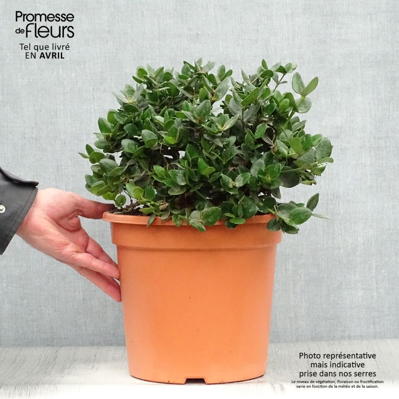 Amostra de Carissa macrocarpa prostrata - Prunier du Natal Vaso de 7,5 L/10 L tal como entregue na primavera