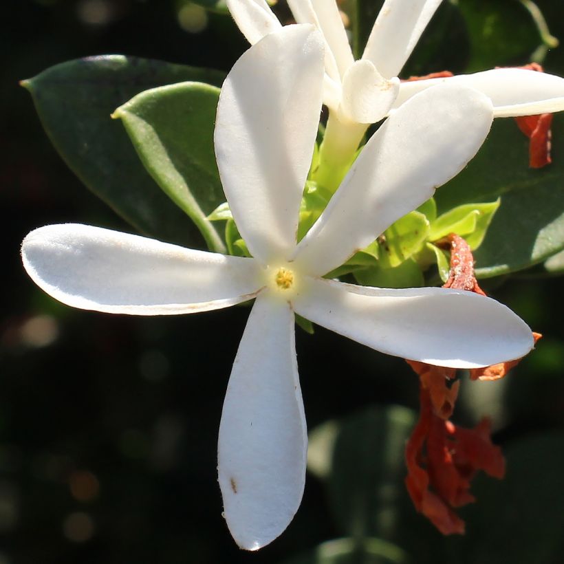 Carissa macrocarpa Prostrata (Floração)