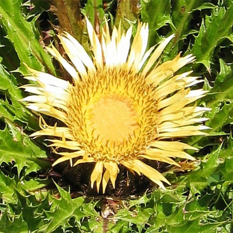 Carlina acanthifolia (Floração)