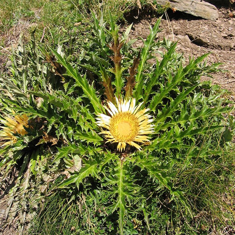 Carlina acanthifolia (Hábito)