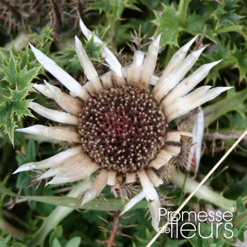 Carlina acaulis subsp. simplex (Floração)