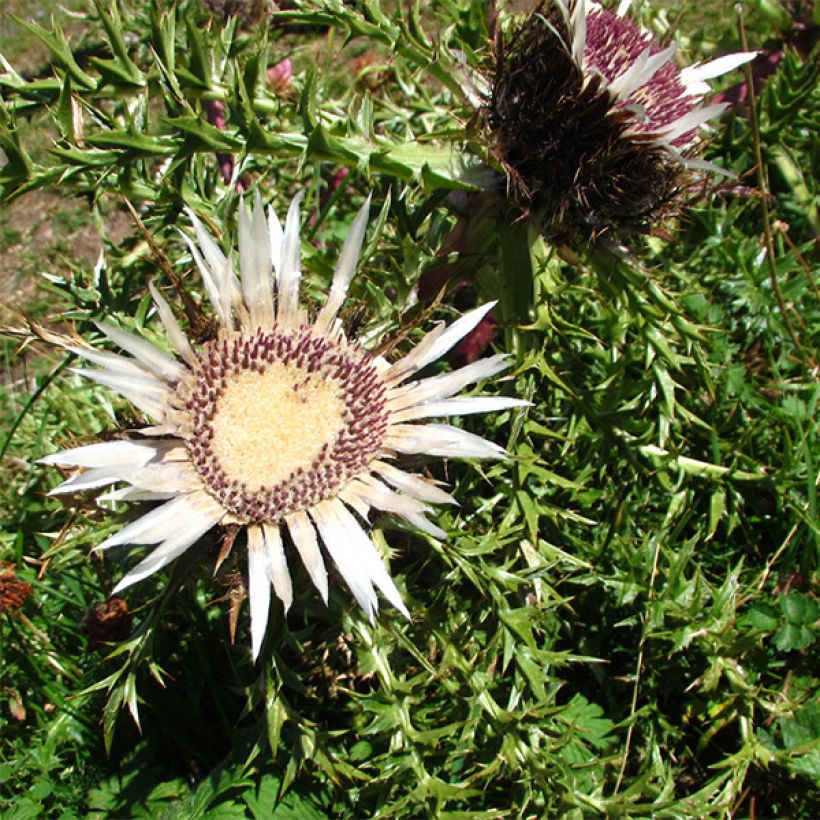 Carlina acaulis subsp. simplex Bronze (Floração)