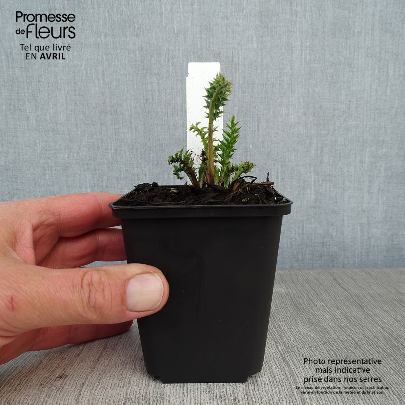 Amostra de Carlina acaulis subsp. simplex Bronze Vaso de 8/9 cm tal como entregue na primavera