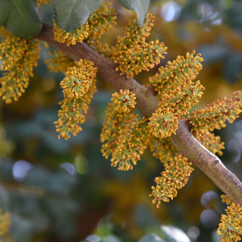 Ceratonia siliqua (Floração)