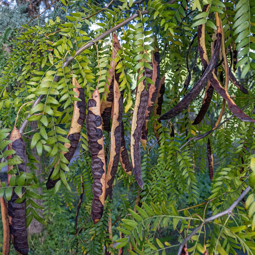 Ceratonia siliqua (Colheita)