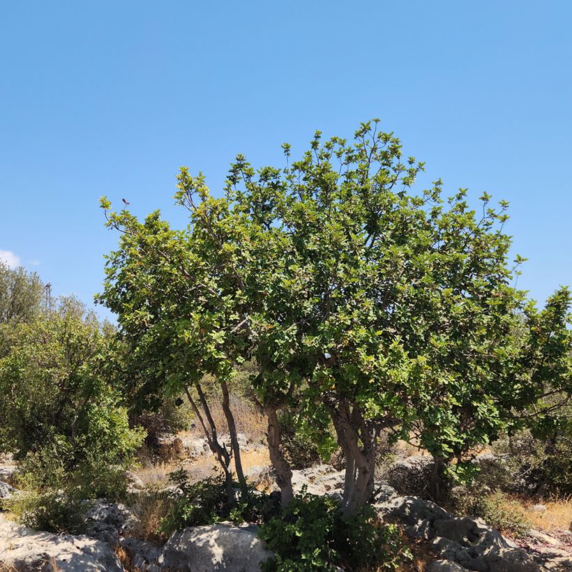 Ceratonia siliqua (Hábito)