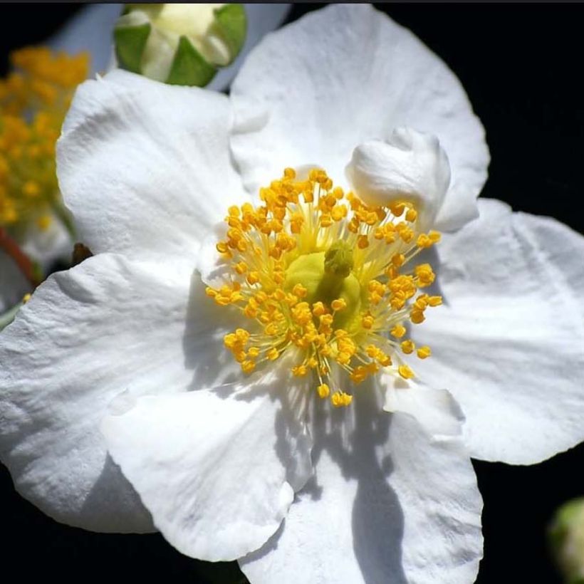 Carpenteria californica Bodnant (Floração)