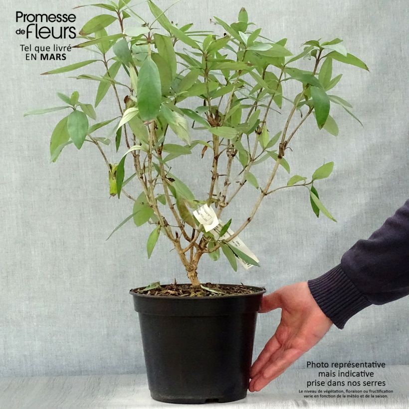 Amostra de Carpenteria californica Bodnant Vaso de 3 L/4 L tal como entregue na primavera