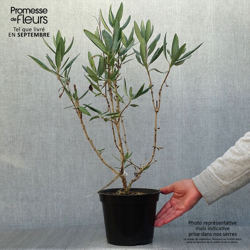 Amostra de Carpenteria californica Bodnant Vaso de 3 L/4 L tal como entregue no outono