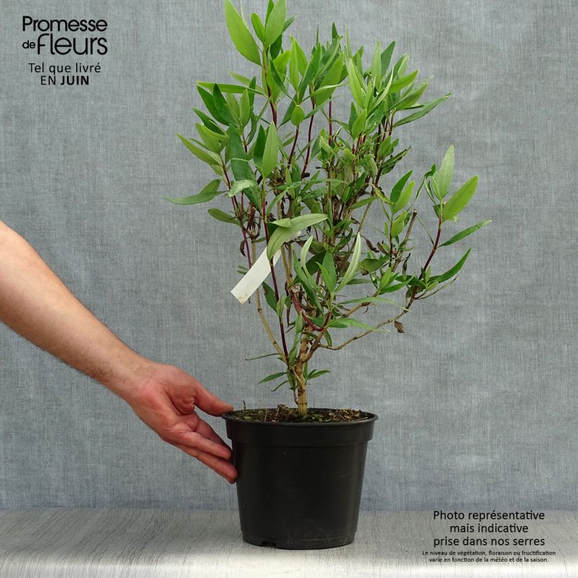 Amostra de Carpenteria californica Bodnant Vaso de 3 L/4 L tal como entregue no verão