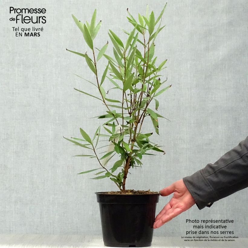 Amostra de Carpenteria californica Vaso de 3 L/4 L tal como entregue na primavera