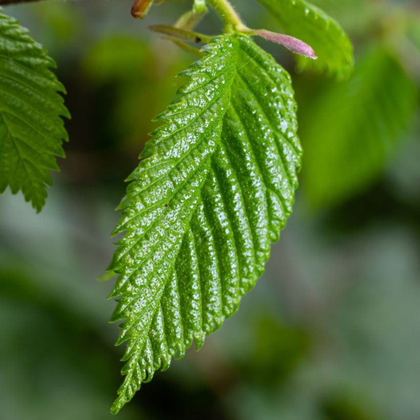 Carpinus betulus (Folhagem)