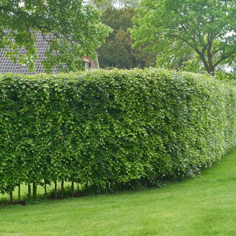 Carpinus betulus (Hábito)