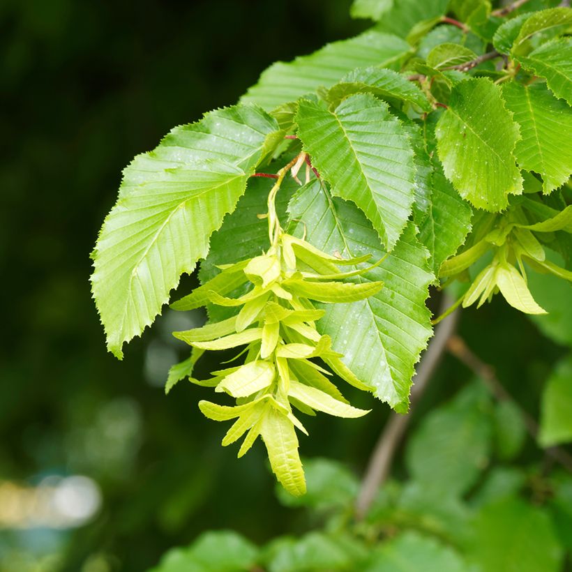 Carpinus betulus Fastigiata (Floração)