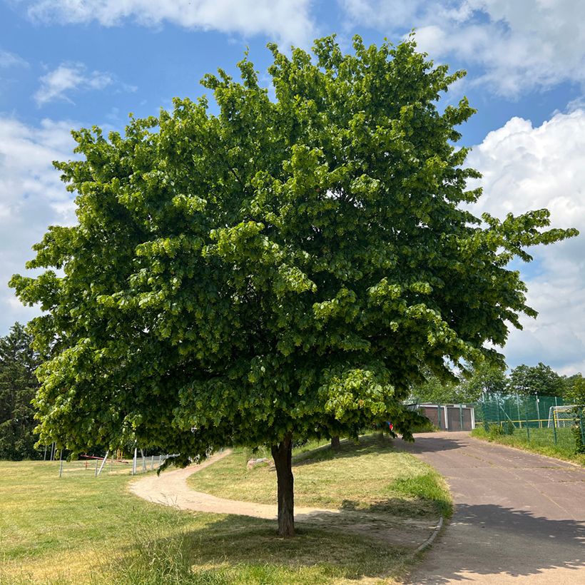 Carpinus betulus Fastigiata (Hábito)