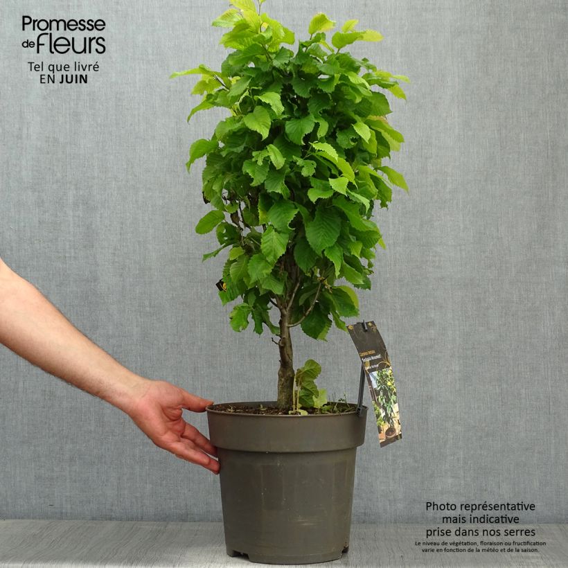 Amostra de Carpinus betulus Fastigiata Monument Vaso de 6 L/7 L tal como entregue na primavera