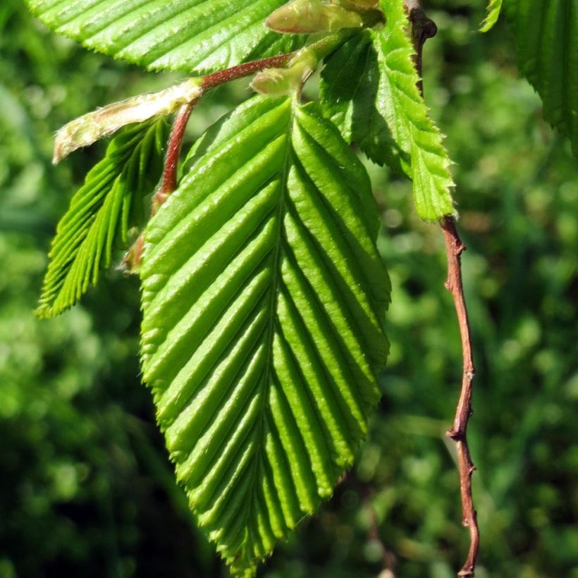 Carpinus betulus Lucas (Folhagem)