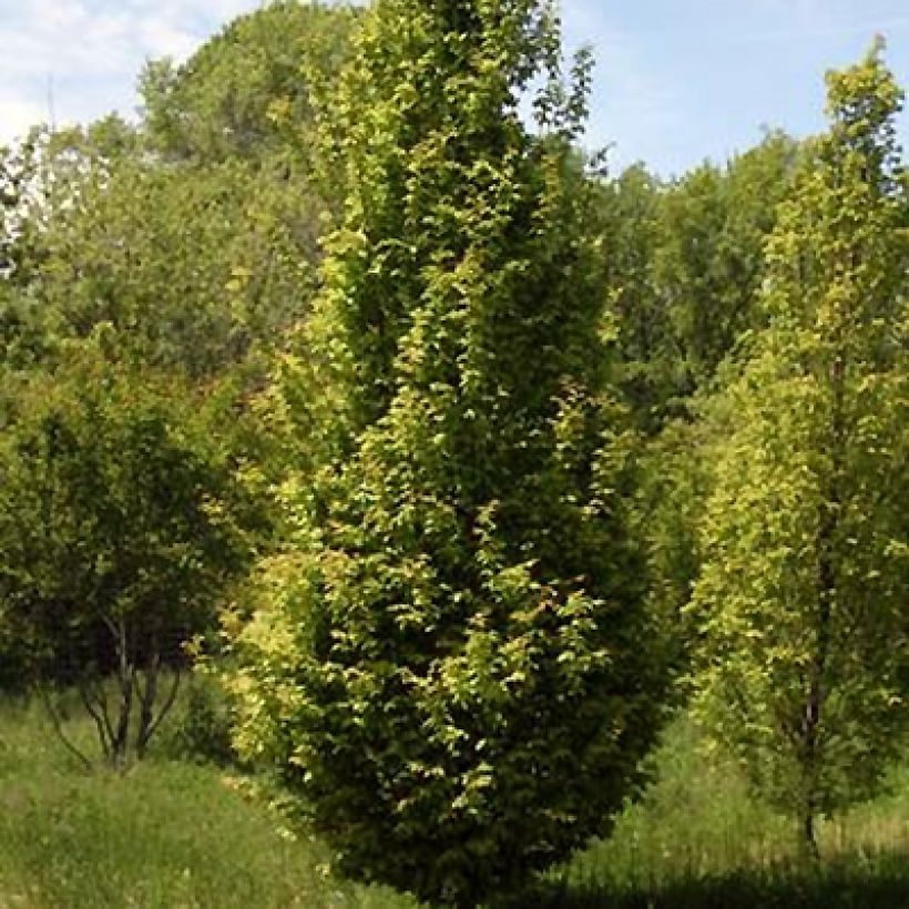 Carpinus betulus Lucas (Hábito)