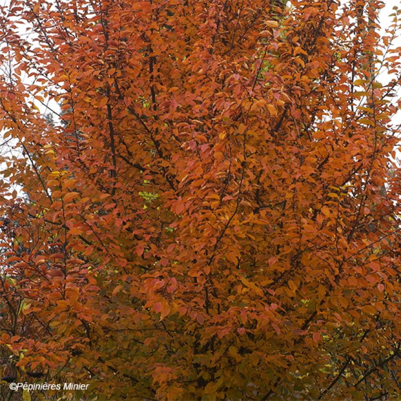 Carpinus betulus Orange Retz (Folhagem)