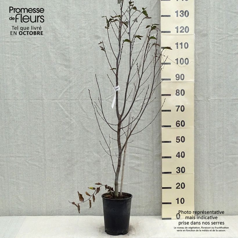 Amostra de Carpinus betulus Orange Retz Vaso de 4 L/5 L tal como entregue no outono