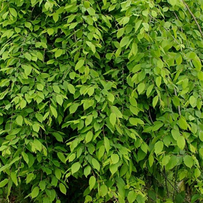 Carpinus betulus Pendula (Folhagem)