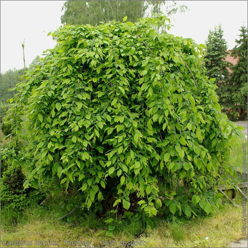 Carpinus betulus Pendula (Hábito)