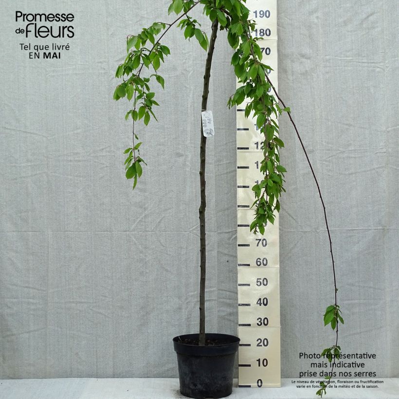 Amostra de Carpinus betulus Pendula Vaso de 12 L/15 L, Haste tal como entregue na primavera
