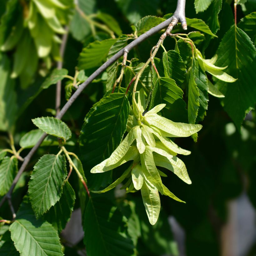 Carpinus betulus Pendula (Floração)
