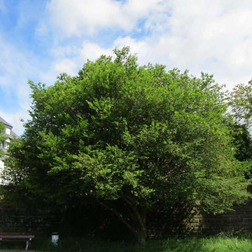 Carpinus betulus Quercifolia (Hábito)