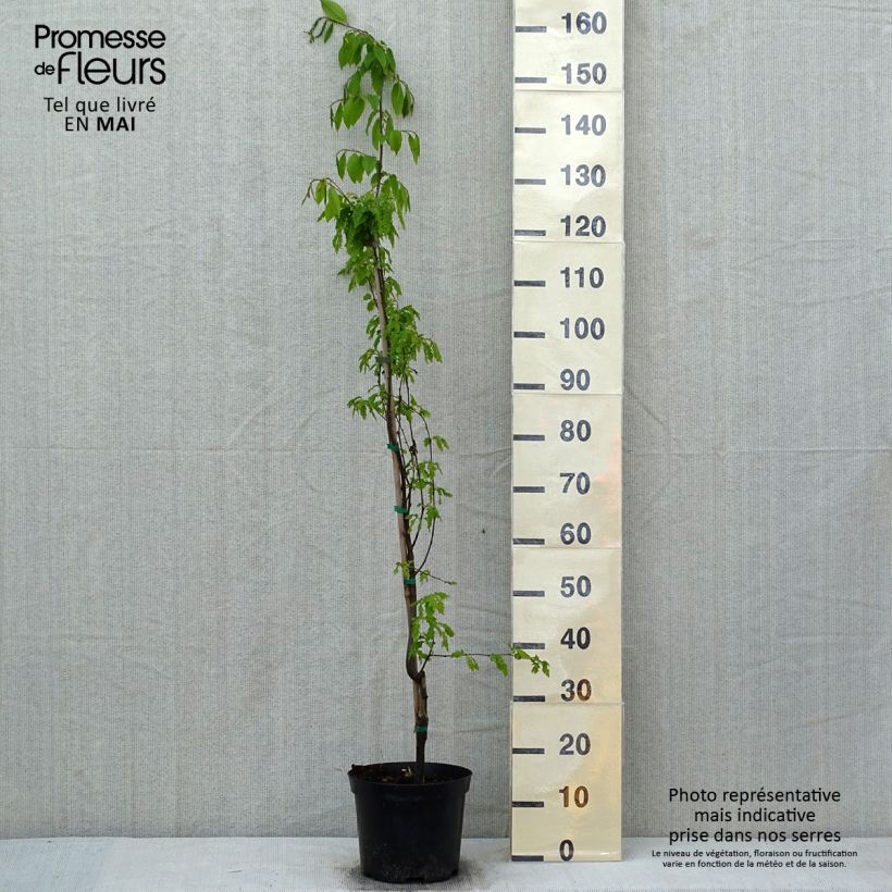 Amostra de Carpinus betulus Quercifolia Vaso de 4 L/5 L tal como entregue na primavera