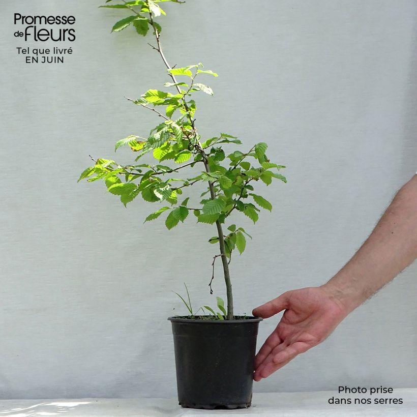 Amostra de Carpinus betulus Vaso de 2 L/3 L tal como entregue no verão