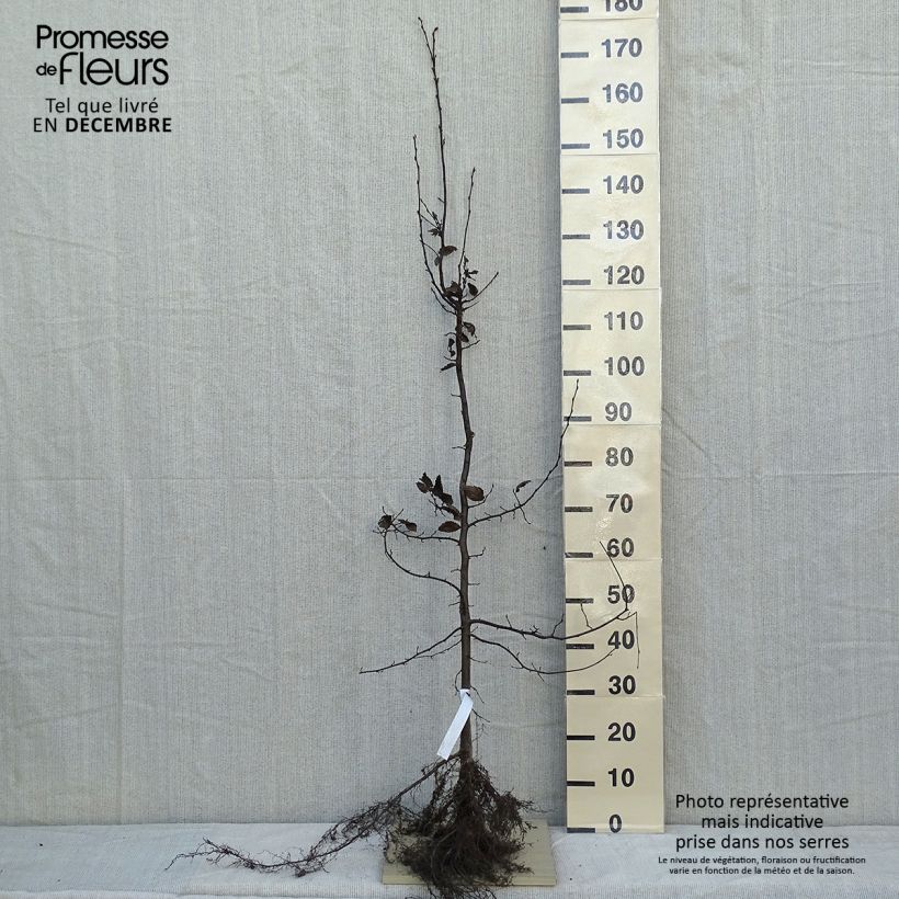 Amostra de Carpinus betulus Raízes nuas tal como entregue no inverno