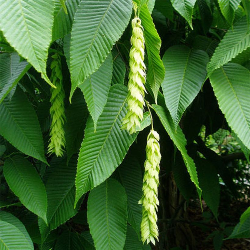 Carpinus fangiana (Floração)
