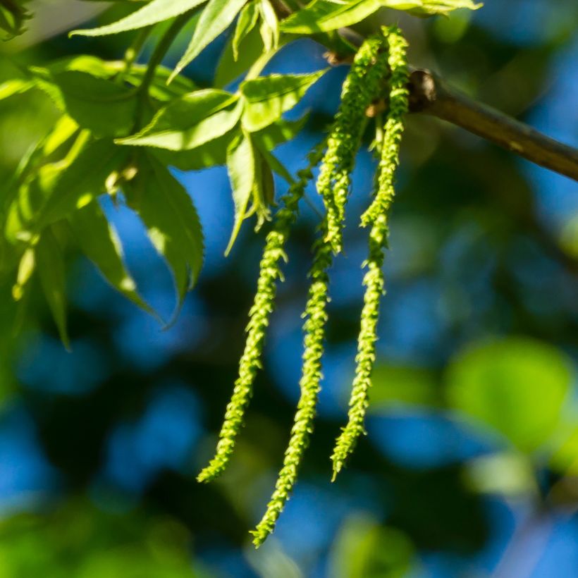 Carya illinoinensis Choctaw - Nozes-pecã (Floração)