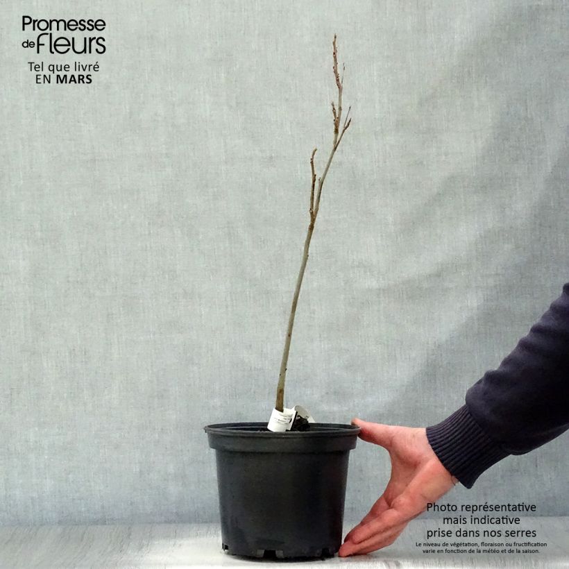 Amostra de Carya illinoinensis - Nozes-pecã Vaso de 3 L/4 L tal como entregue na primavera