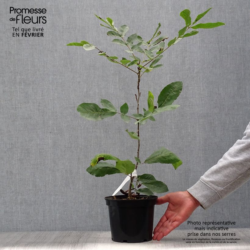 Amostra de Carya illinoinensis - Noix de Pécan - Pacanier Pot de 3L/4L tal como entregue no outono